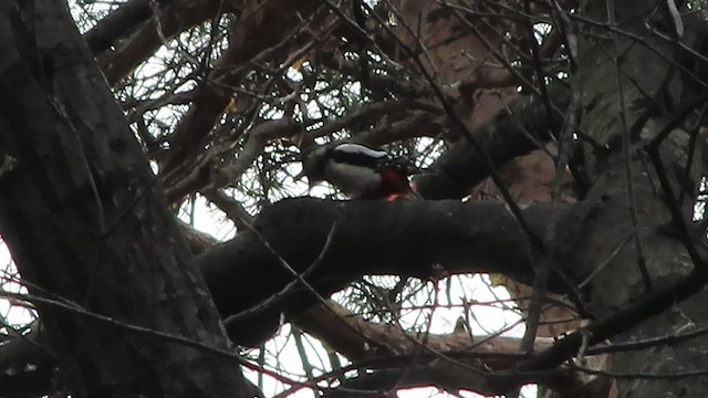 Great Spotted Woodpecker - ML536532771