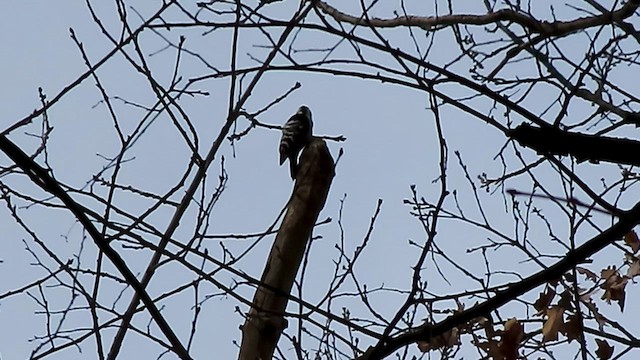 Lesser Spotted Woodpecker - ML536532801