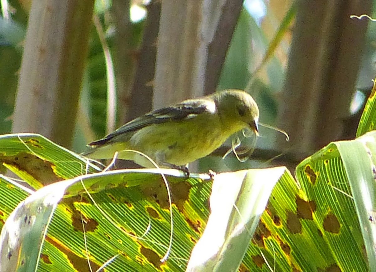 Yellow Warbler - lynda fenneman