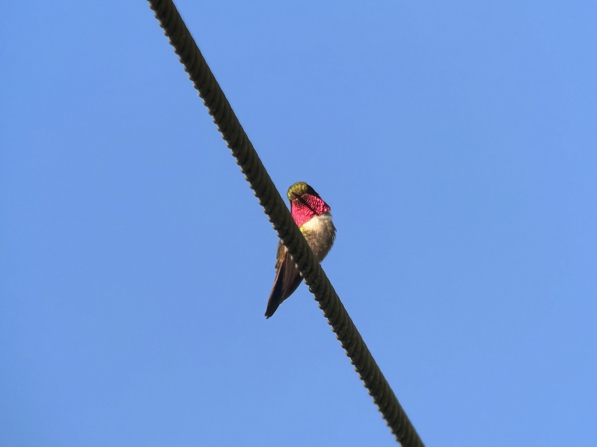 Volcano Hummingbird (Rose-throated) - ML536539781