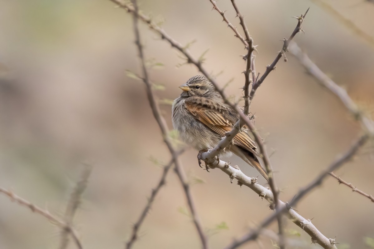 Striolated Bunting - ML536541901