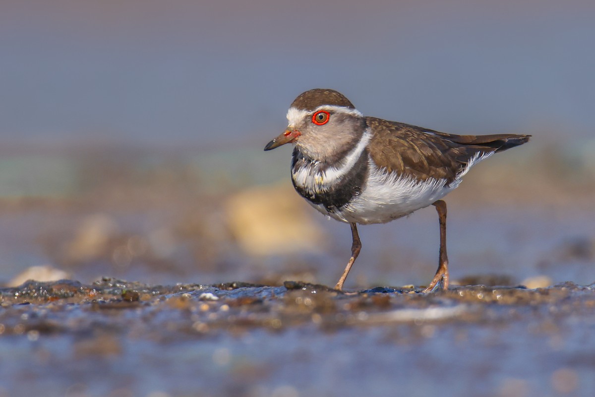 Three-banded Plover - ML536542191