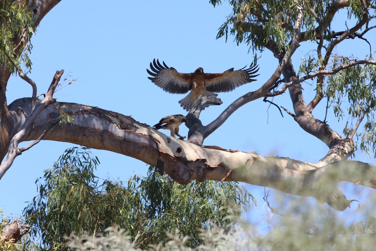 Австралийский орёл-карлик - ML536546971