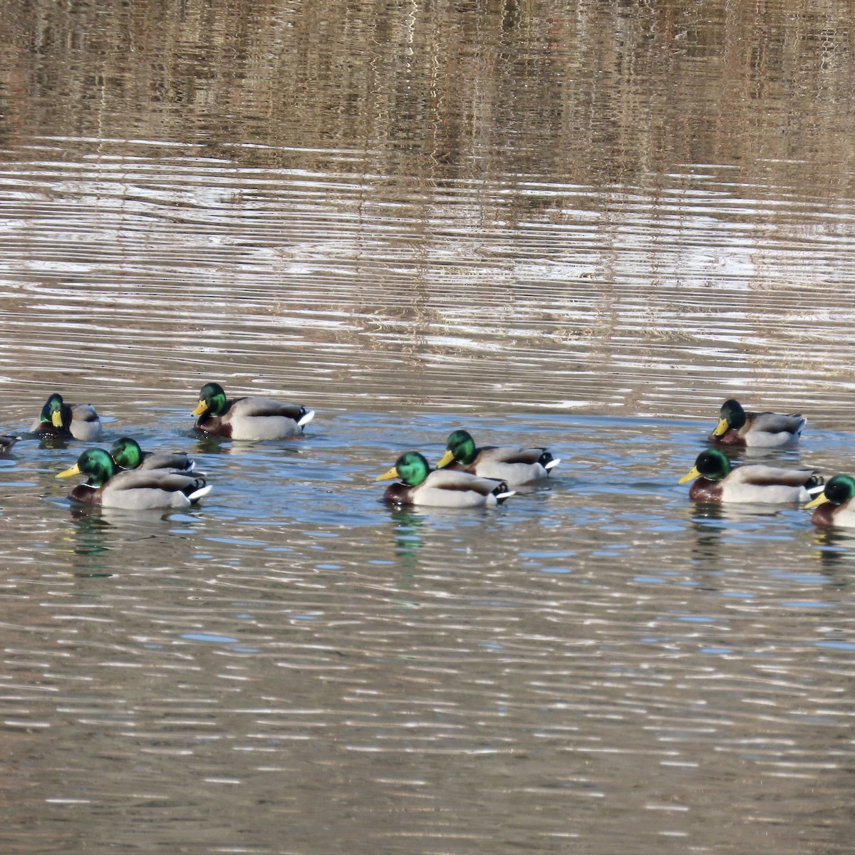 eBird Checklist 18 Feb 2023 Minnesota Valley NWRBass Ponds 11