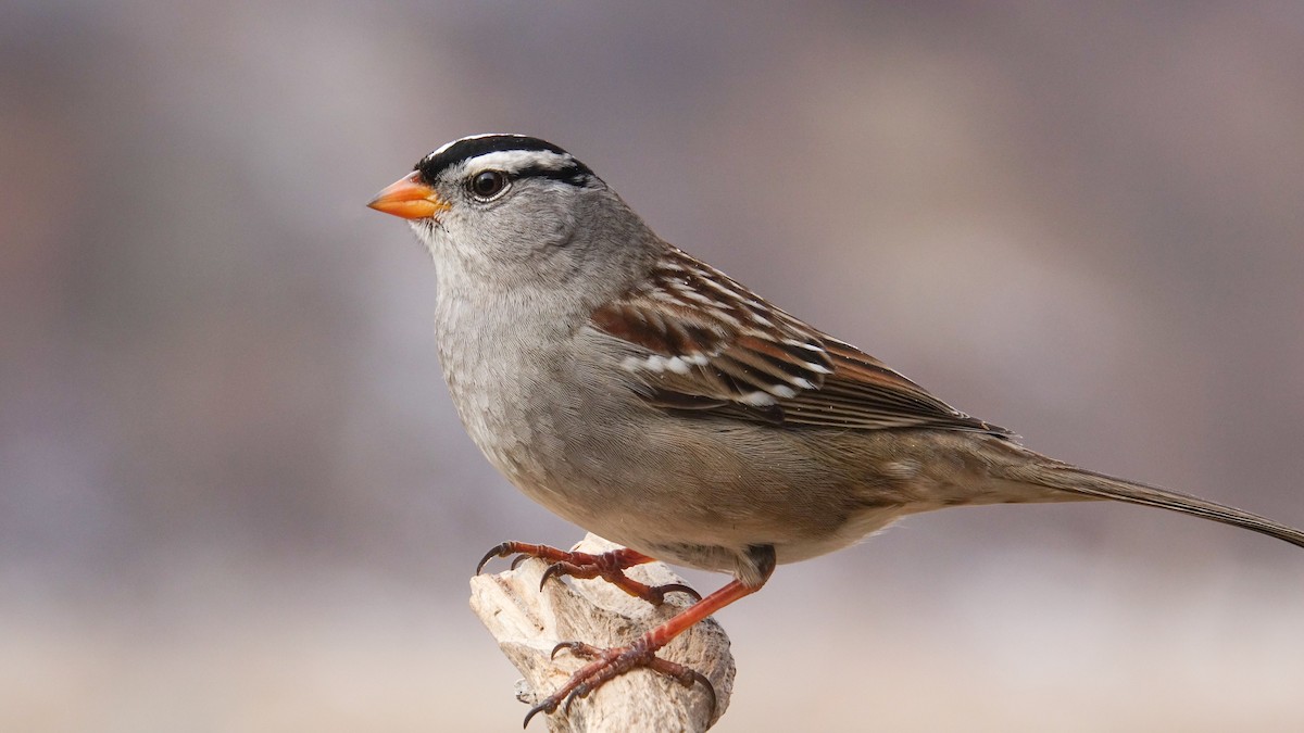 White-crowned Sparrow - Mark Haindfield