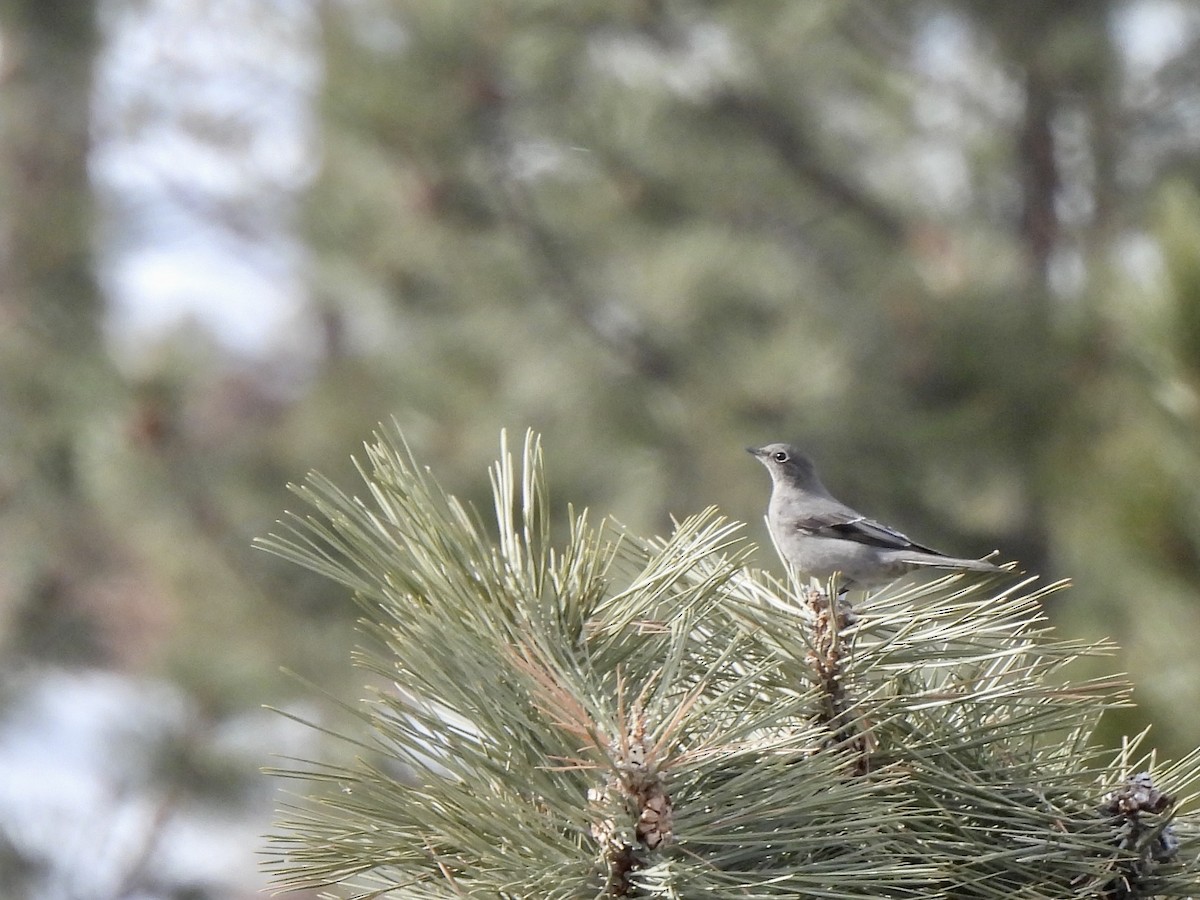 Townsend's Solitaire - ML536555271