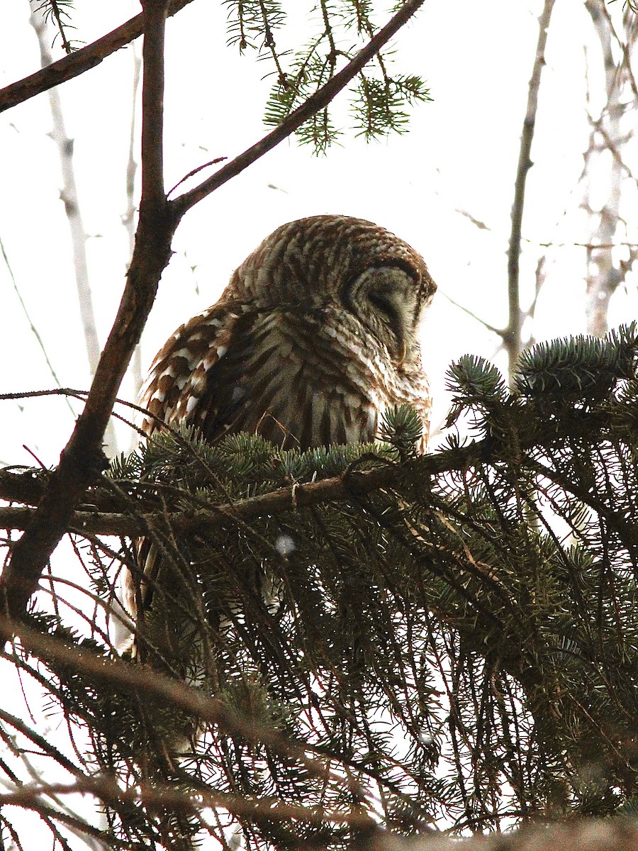 Barred Owl - Serge Cloutier