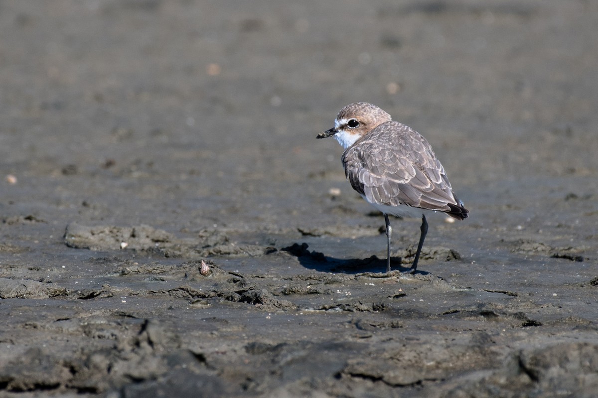 Red-capped Plover - ML53656501