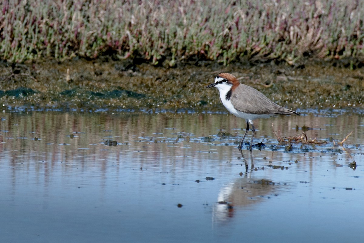 Red-capped Plover - ML53656561