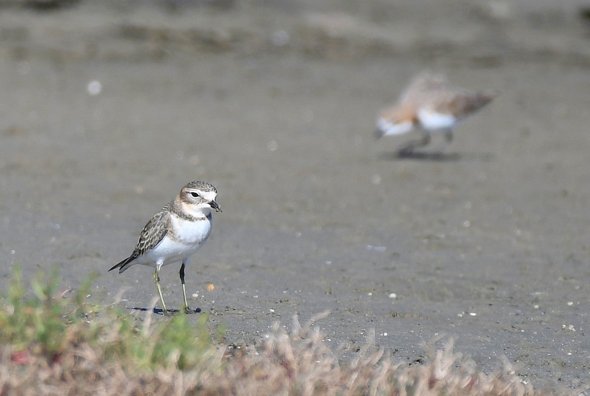 Double-banded Plover - ML53656651