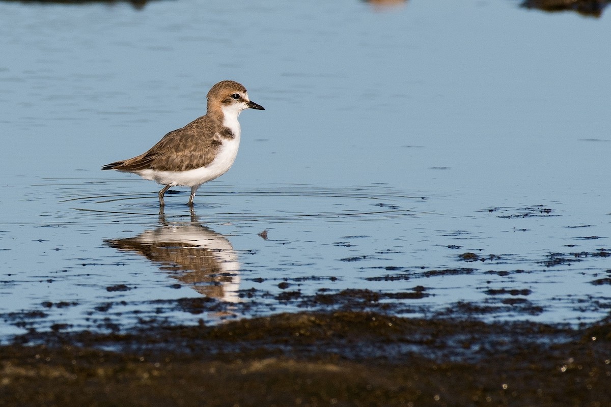 Red-capped Plover - ML53656771