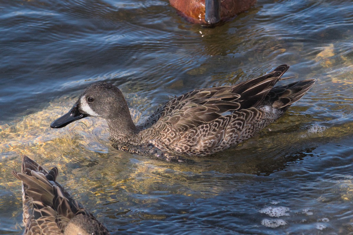 Blue-winged Teal - ML536569631