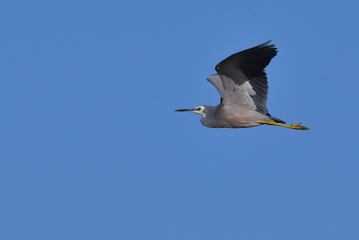 White-faced Heron - Terence Alexander