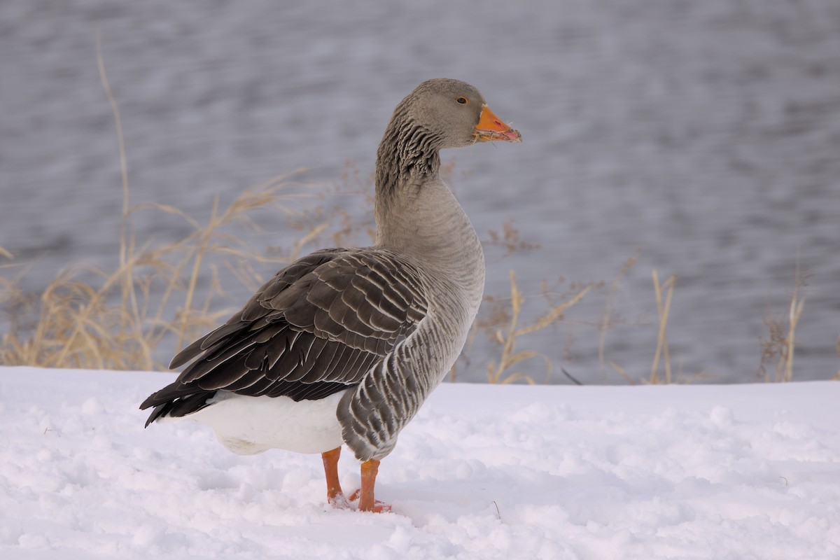 Graylag Goose (Domestic type) - Clayton Fitzgerald