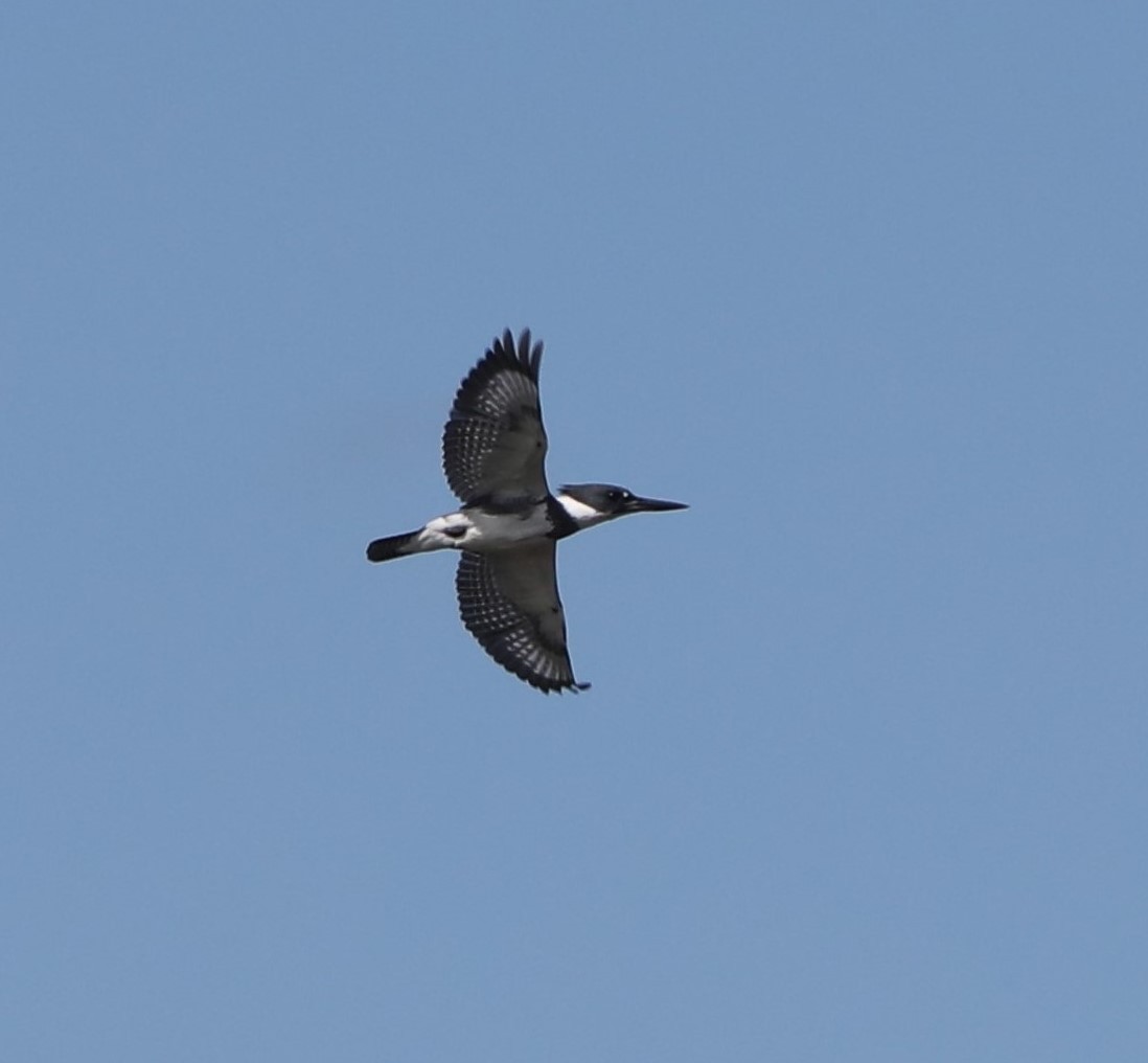 Belted Kingfisher - ML536582401