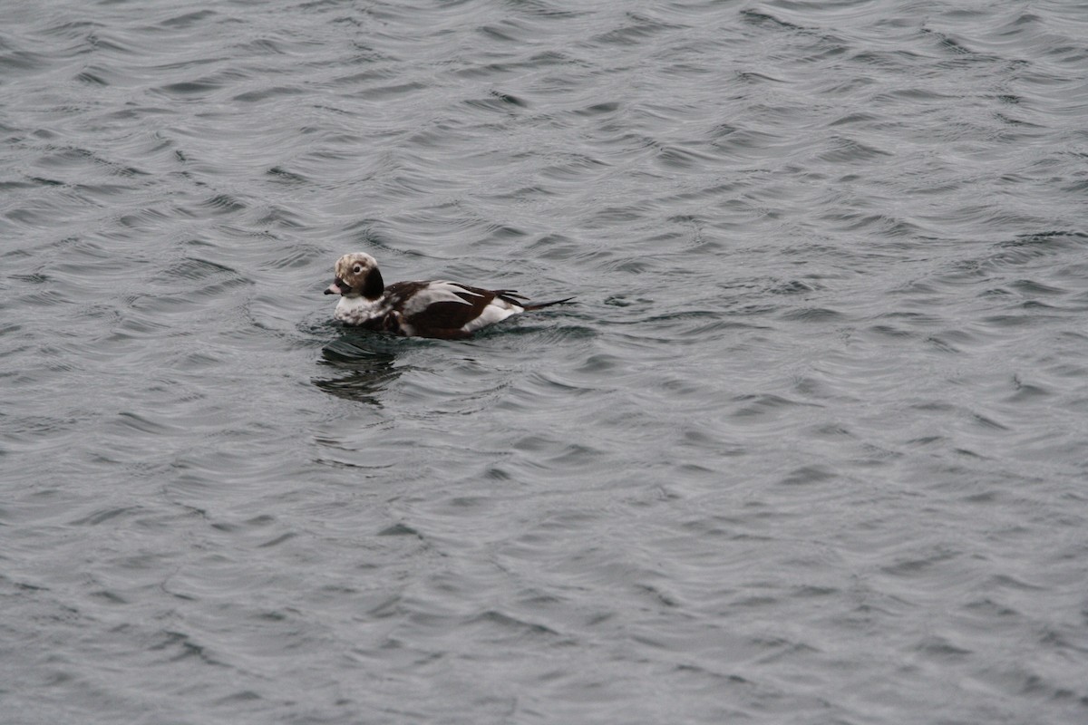 Long-tailed Duck - ML536582541