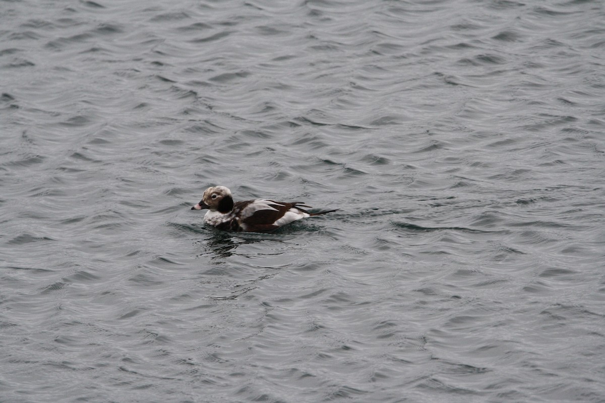 Long-tailed Duck - ML536582551