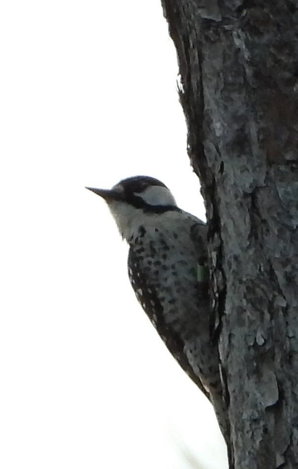 Red-cockaded Woodpecker - Mark Penkower