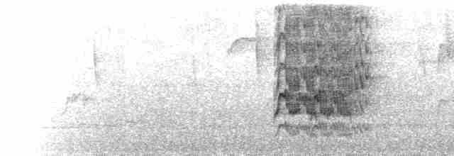  - White-necked Parakeet