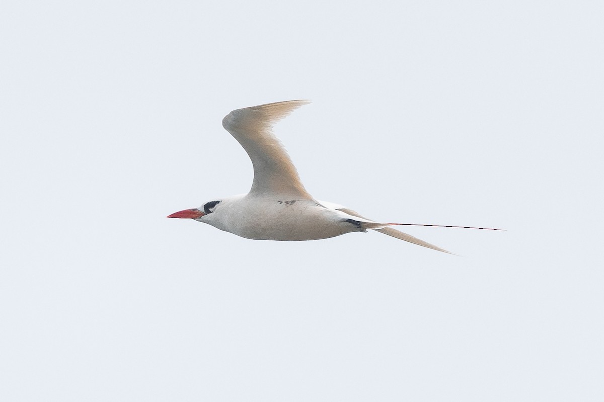 Red-tailed Tropicbird - ML536598051