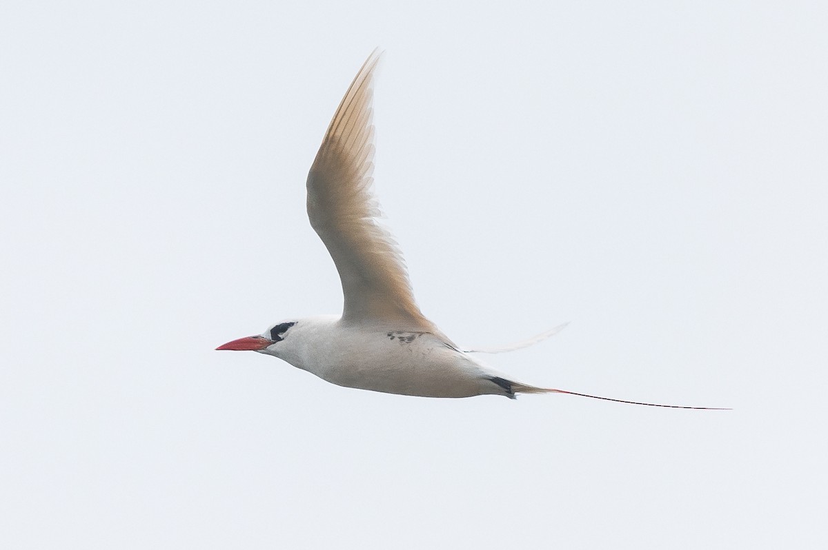 Red-tailed Tropicbird - ML536598061