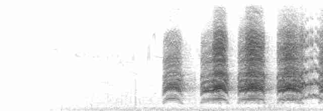  - Burrowing Parakeet (Olive)