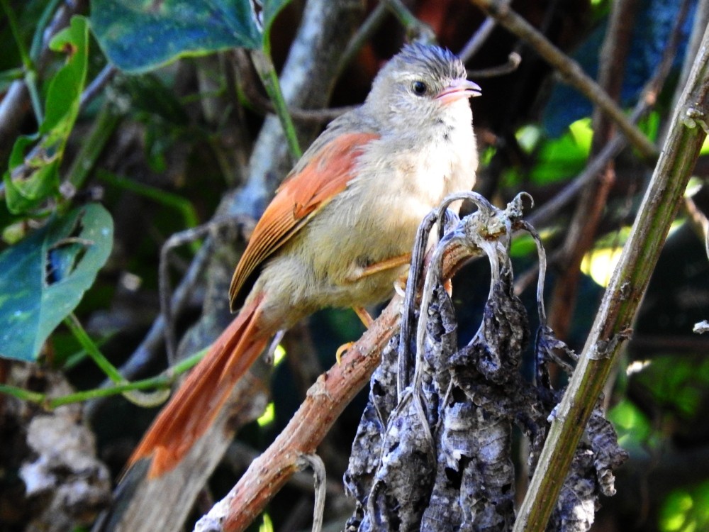 Crested Spinetail - ML536604201