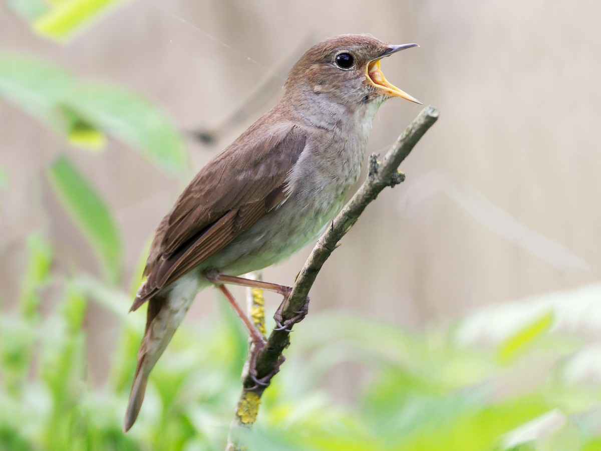 Thrush Nightingale - Luscinia luscinia - Birds of the World