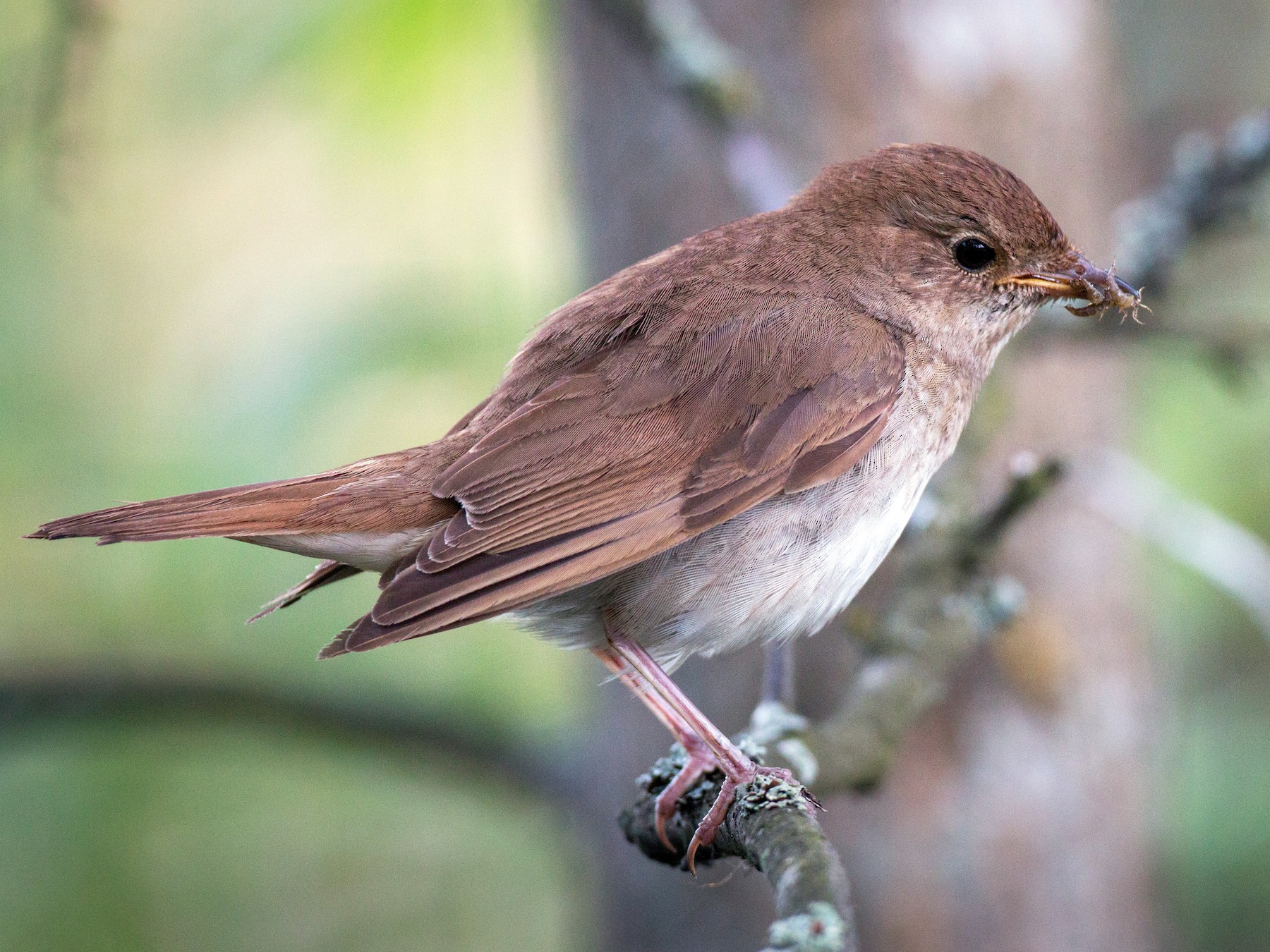 Thrush Nightingale - Ian Davies