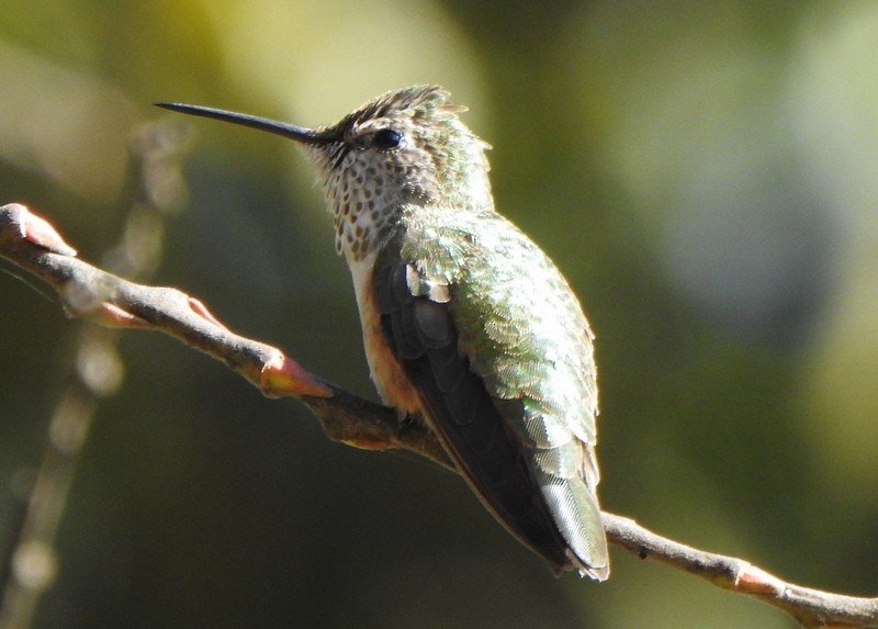 Broad-tailed Hummingbird - ML536610071