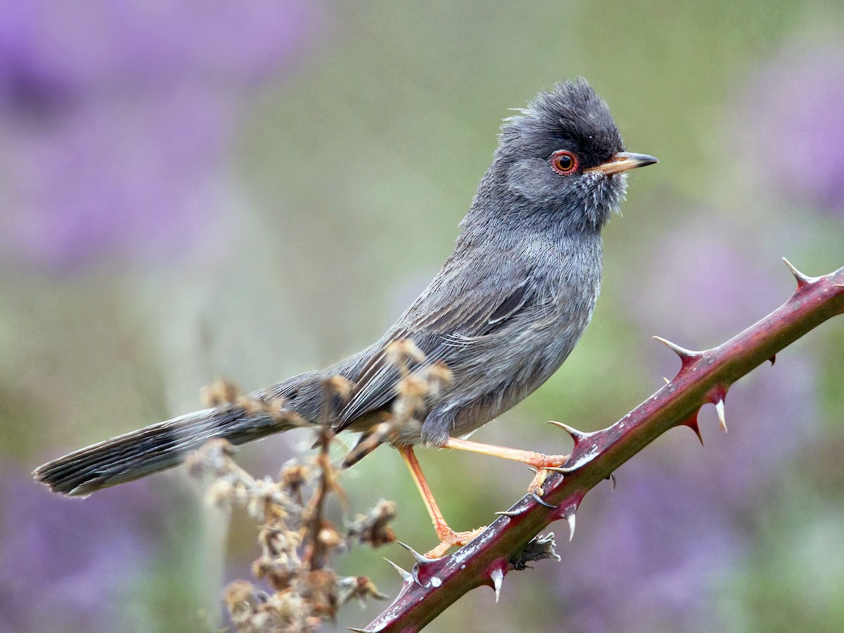 Marmoras Warbler - eBird