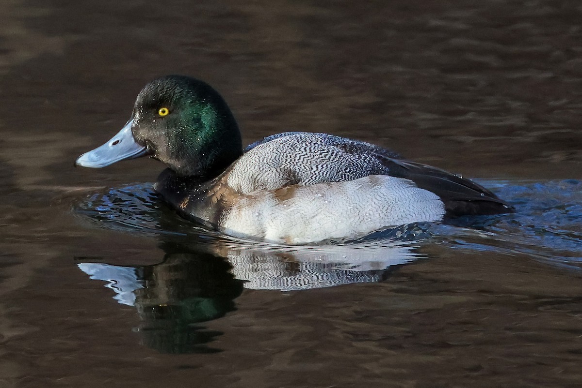 Greater Scaup - ML536612991
