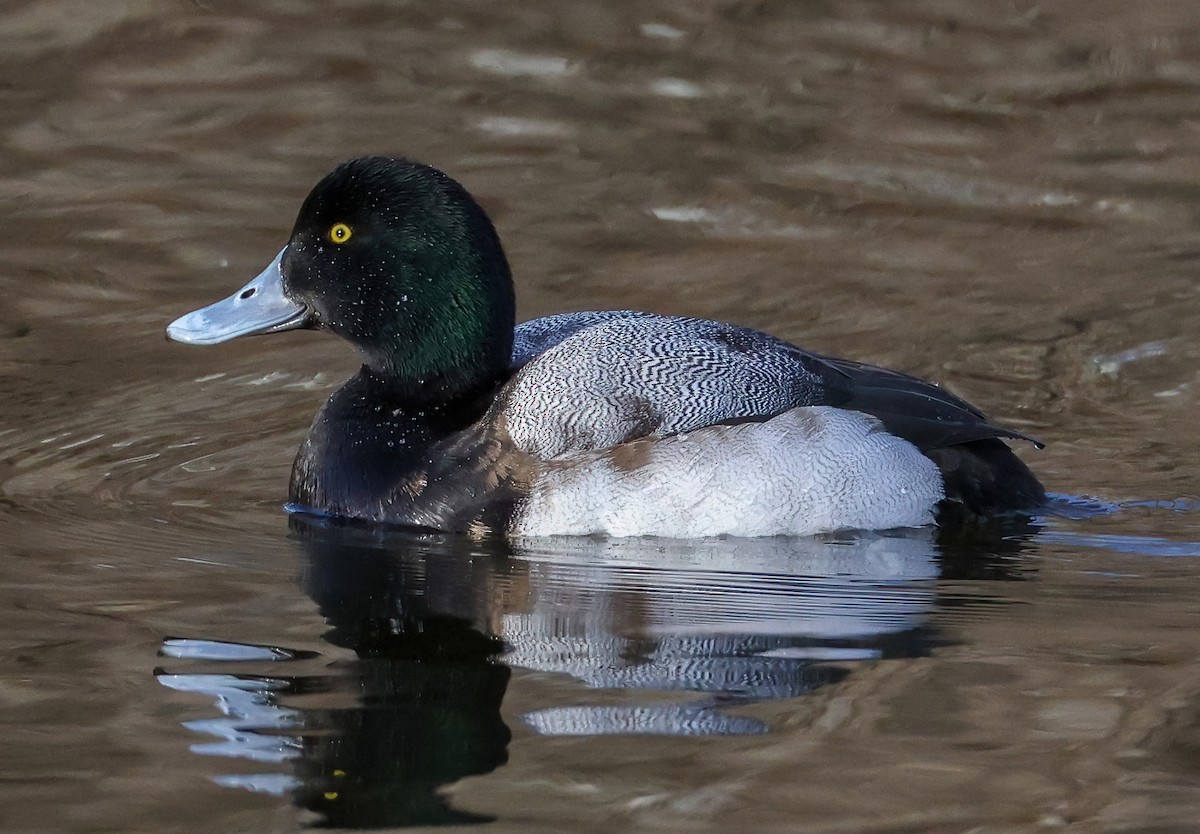 Greater Scaup - ML536614081
