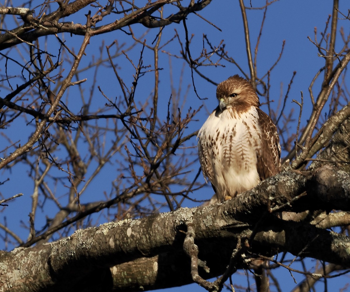 Red-tailed Hawk - ML536614151