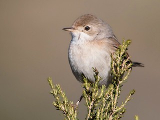 Самка/молодая птица - Tânia Araújo - ML53661421