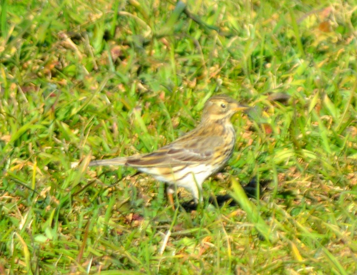 Meadow Pipit - ML536617961