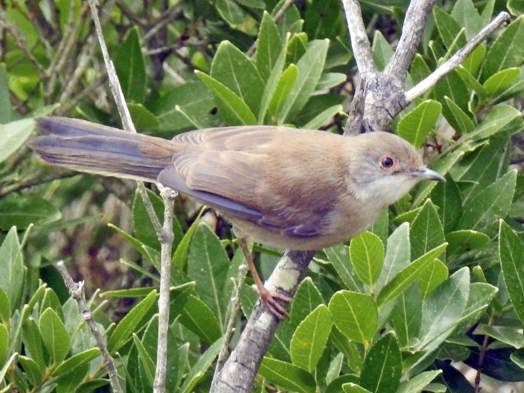 Western/Eastern Subalpine Warbler - Cos van Wermeskerken