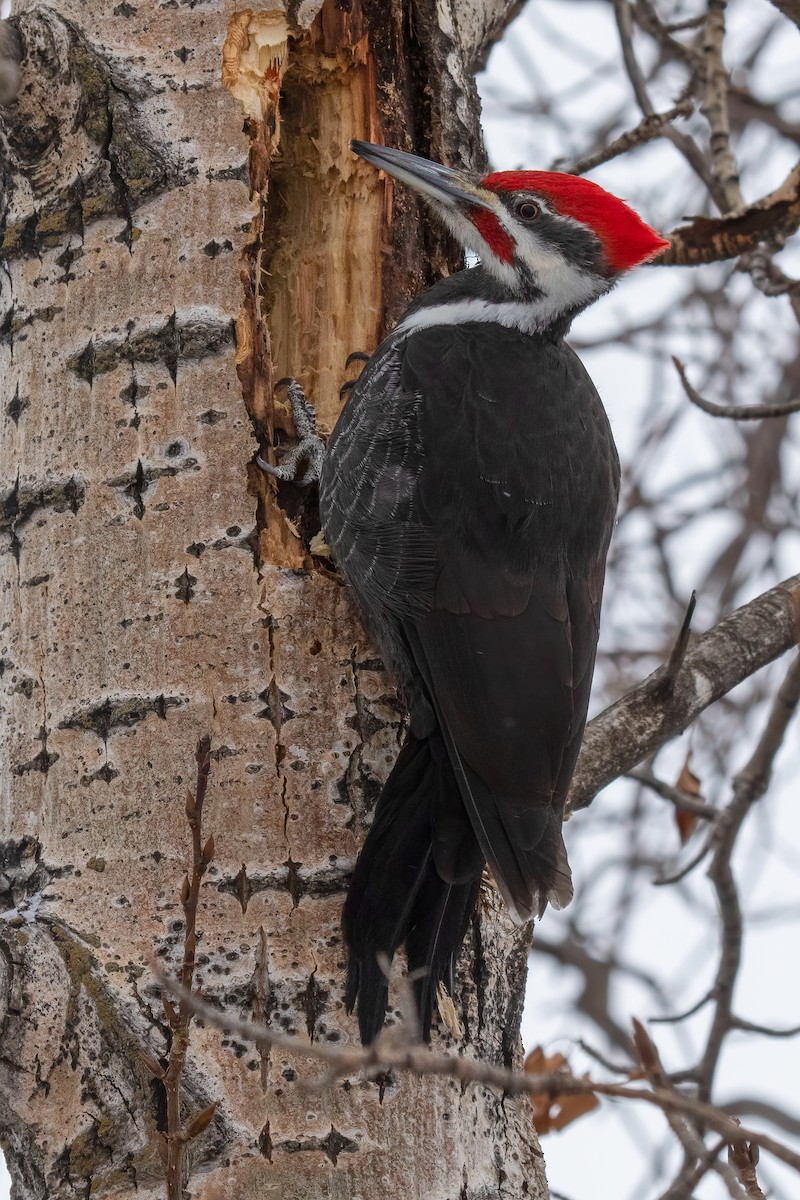 Pileated Woodpecker - Janet Hill