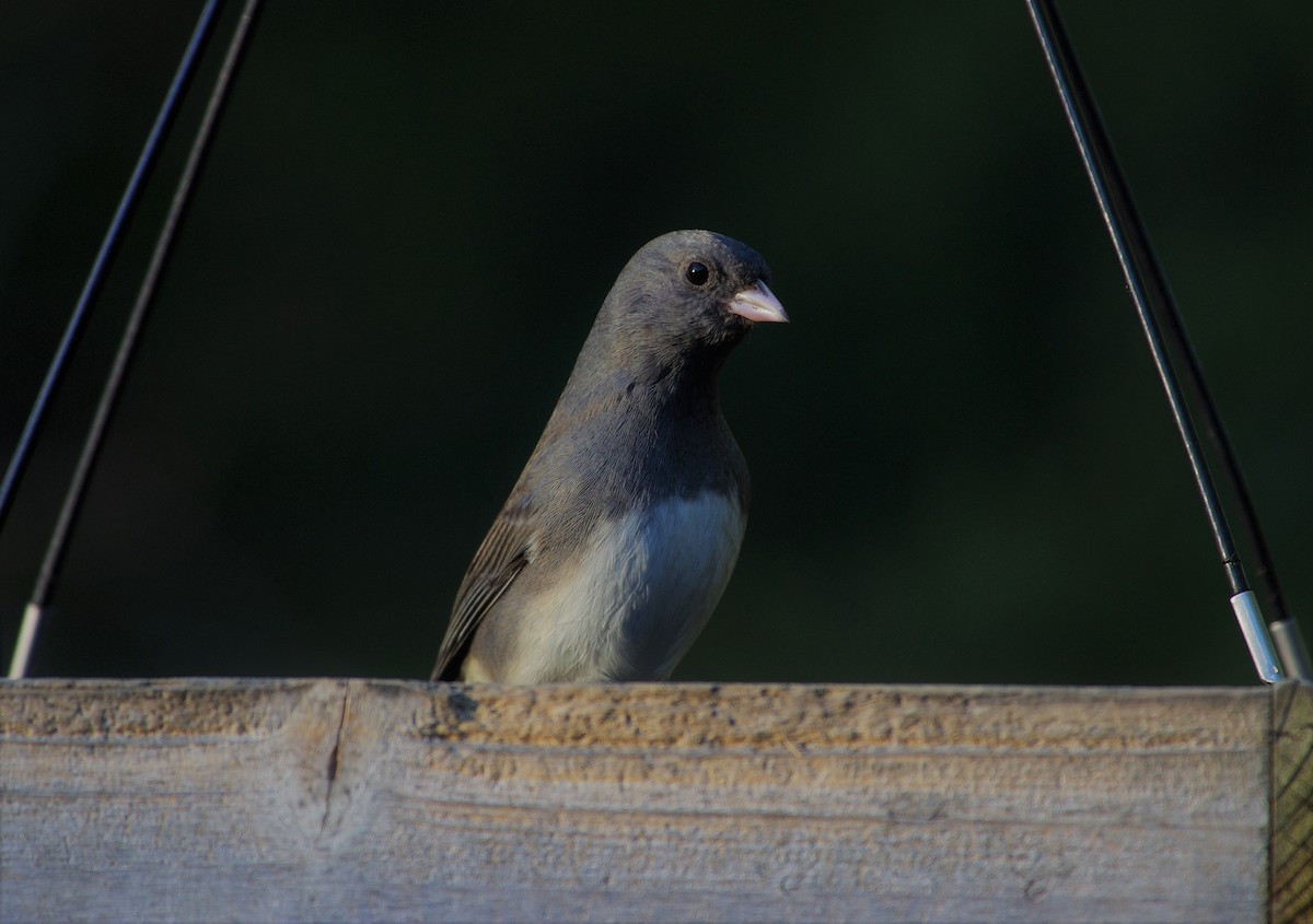 North Carolina Bird Atlas Checklist - 18 Feb 2023 - 1160 Monticello Dr ...