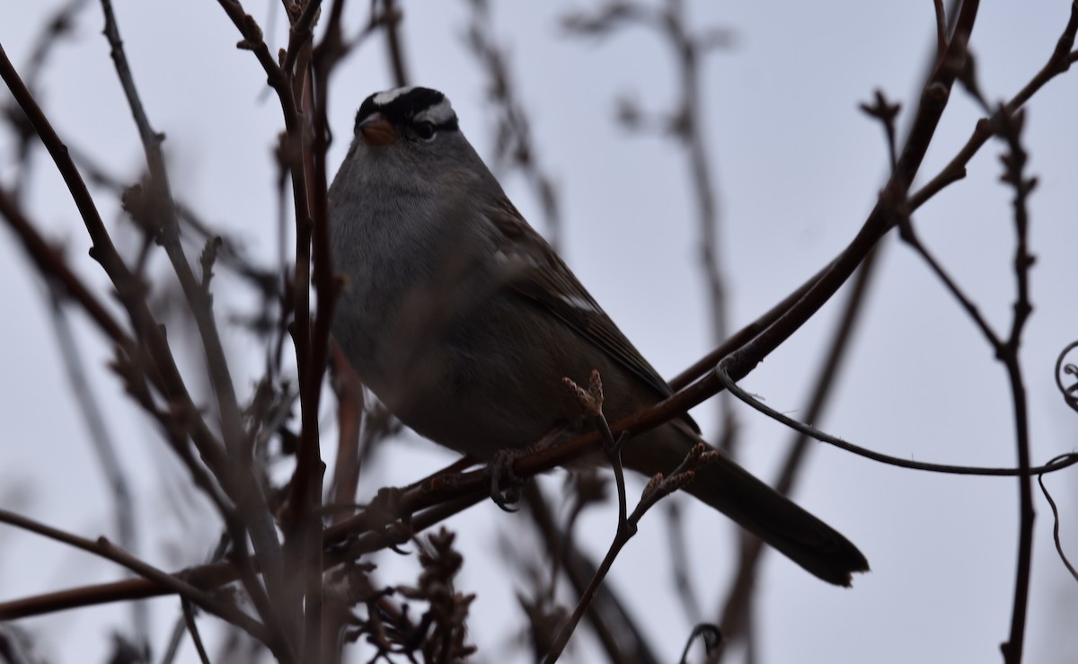 White-crowned Sparrow - ML536624701