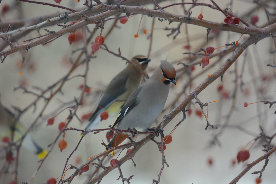 Bohemian Waxwing - Will Anderson