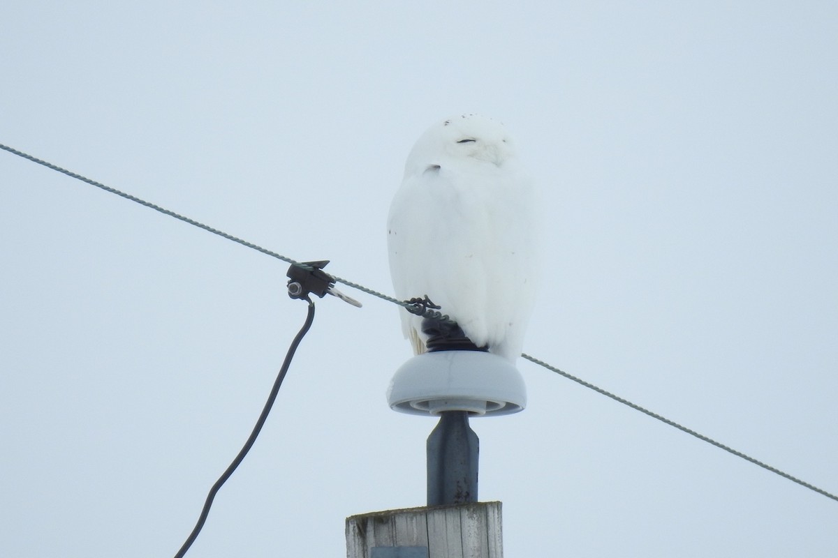 Snowy Owl - ML536629211
