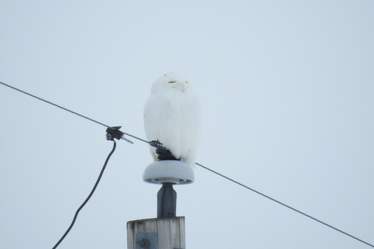 Snowy Owl - ML536629231
