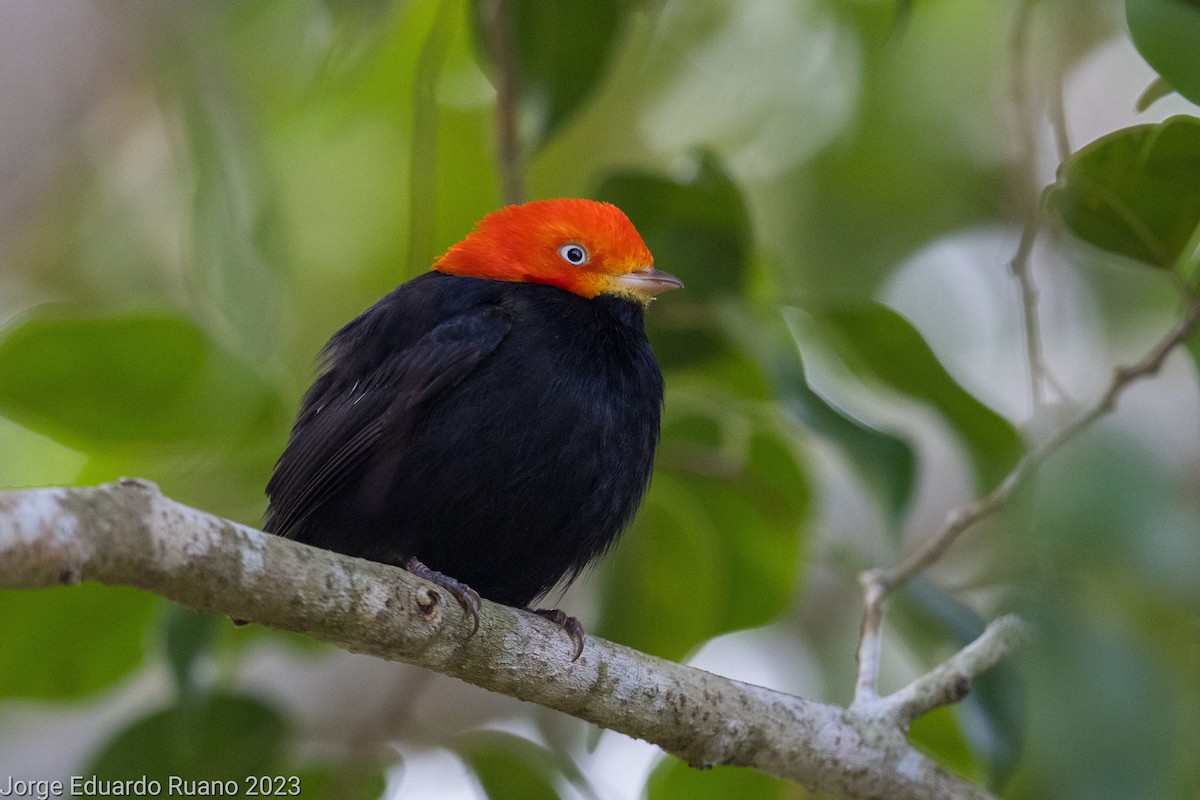 Red-capped Manakin - ML536631471