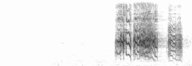  - Orange-fronted Parakeet