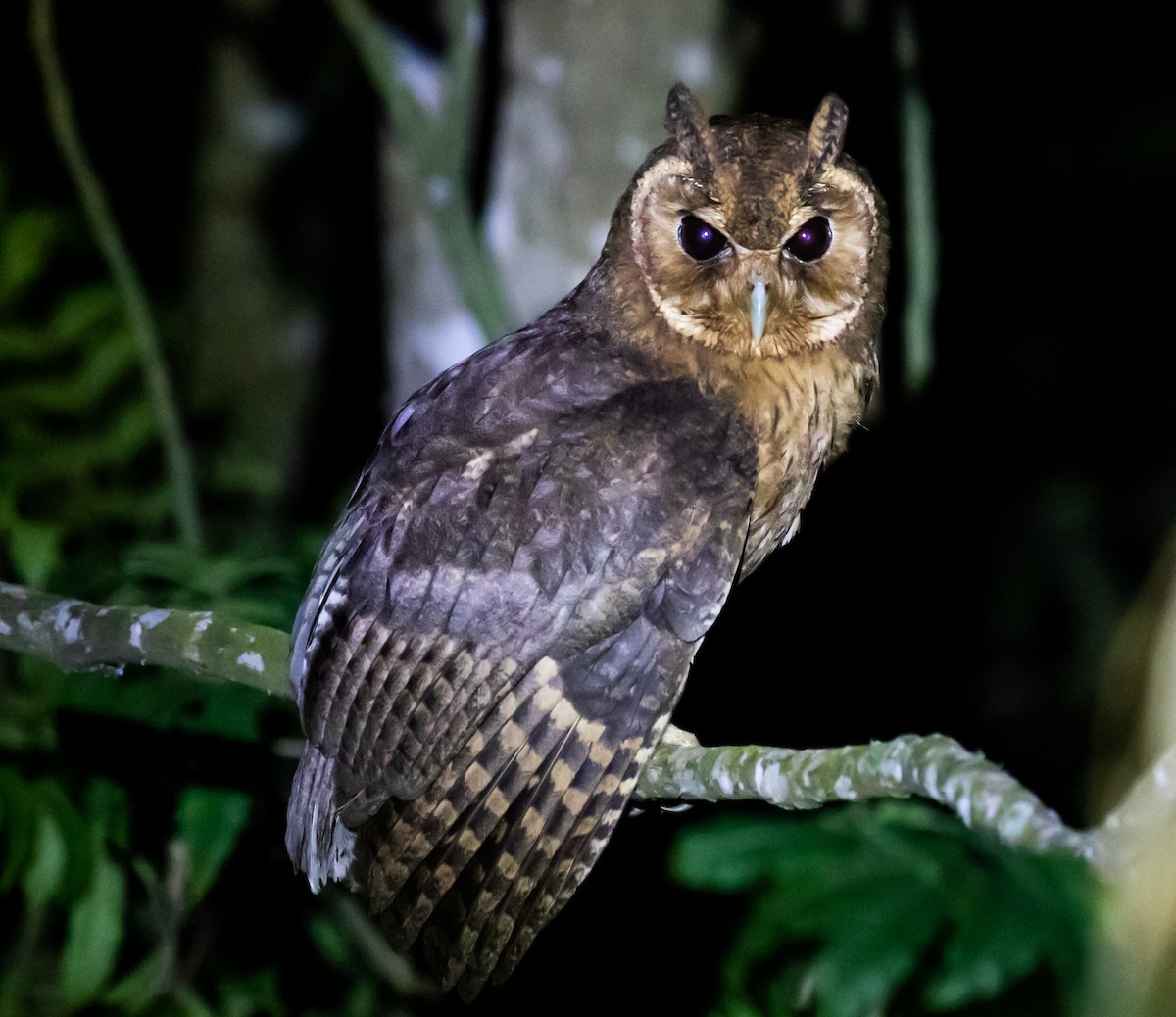 Jamaican Owl - Ron Hoff Dollyann Myers