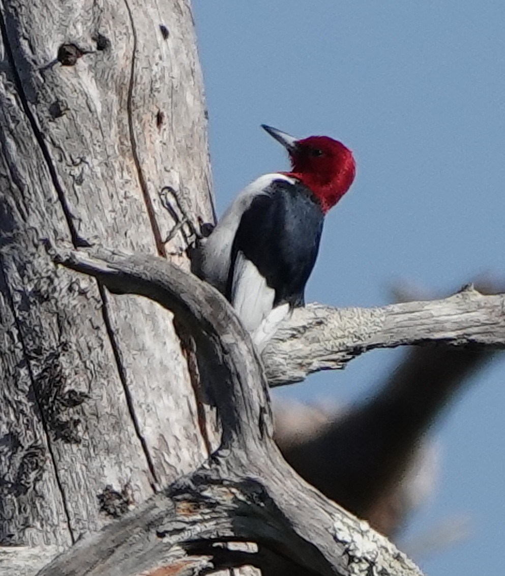 Red-headed Woodpecker - ML536635641
