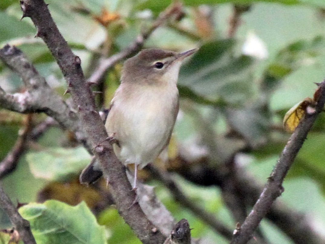 Blyth's Reed Warbler - James (Jim) Holmes