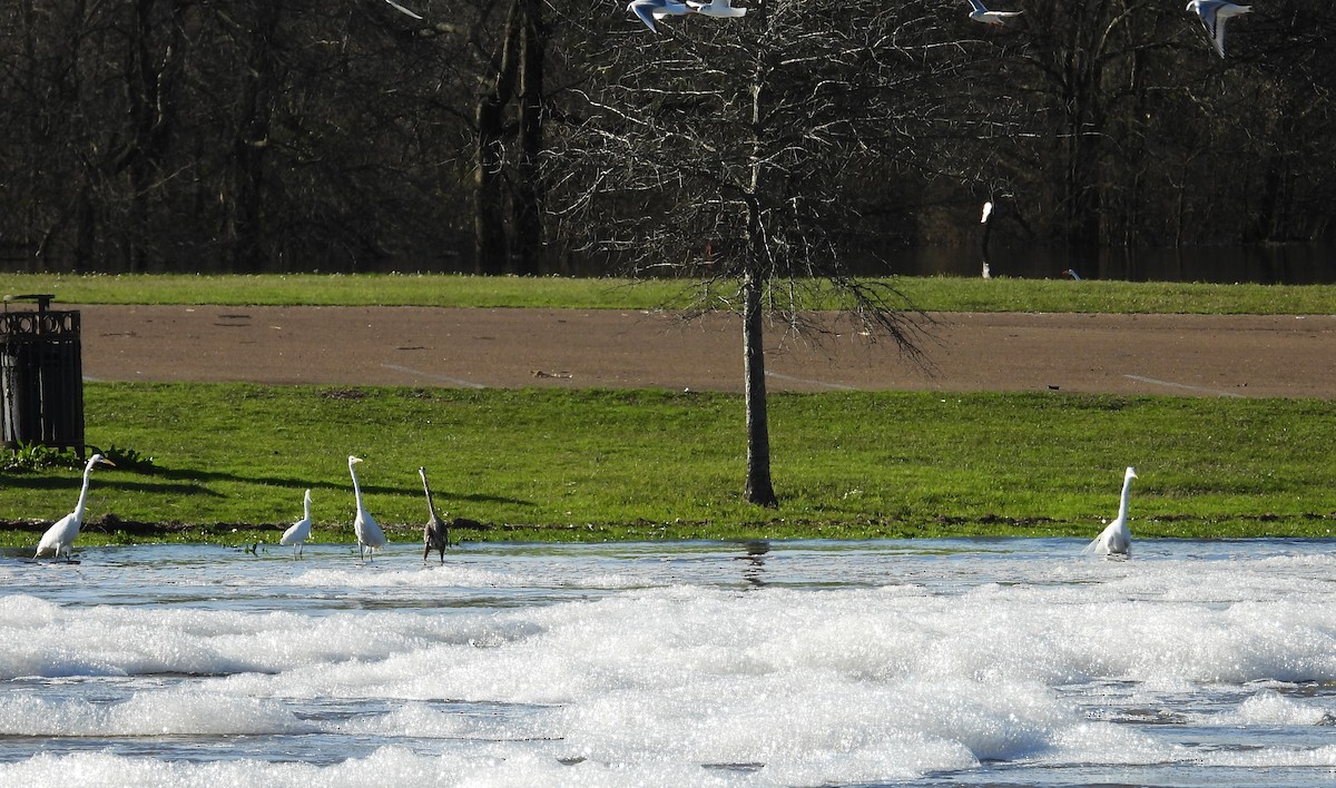 Ebird Checklist 13 Feb 2023 Ross Barnett Reservoir Spillway 7 Species 2115