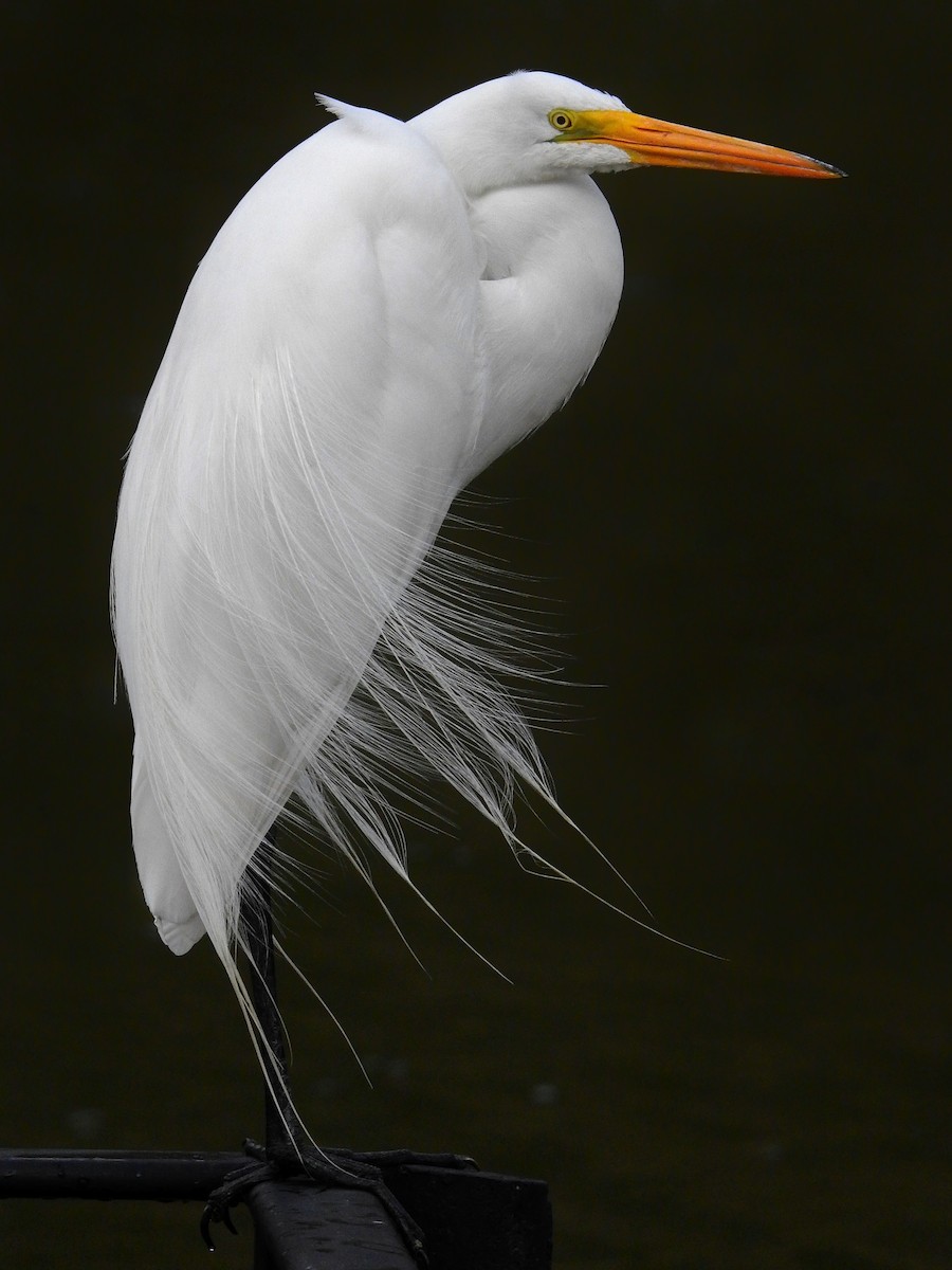 Great Egret - Esteban Poveda